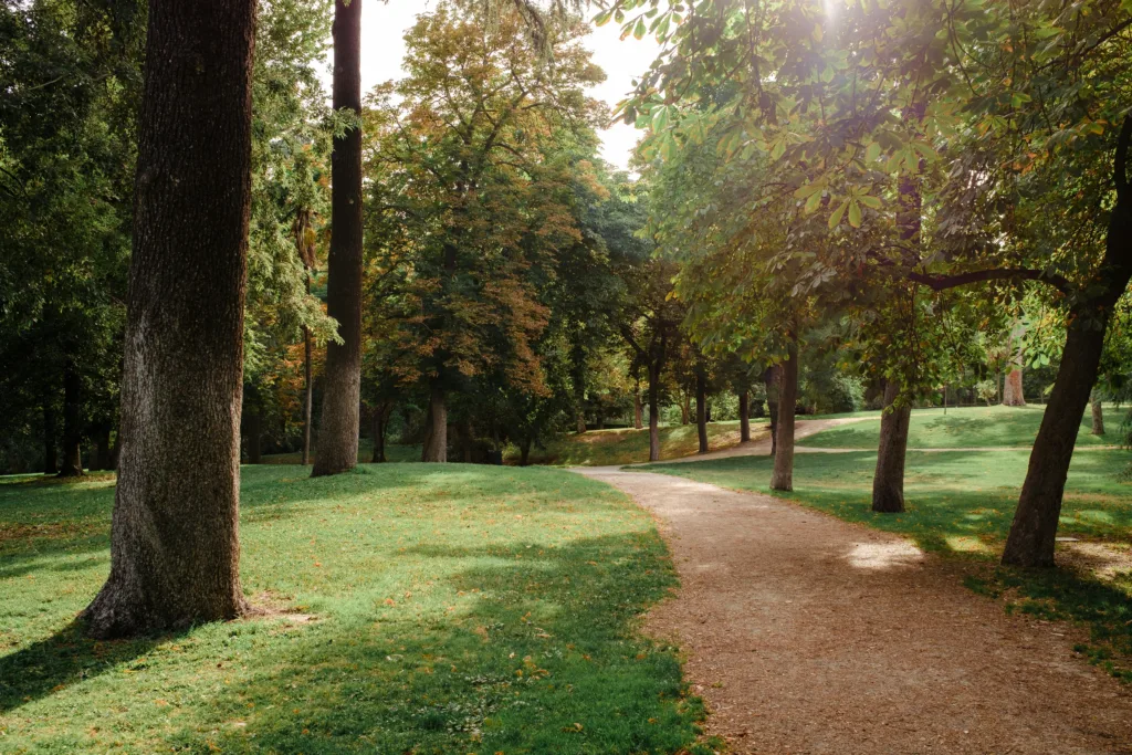 A peaceful walking trail surrounded by green trees and sunlight streaming through the leaves.